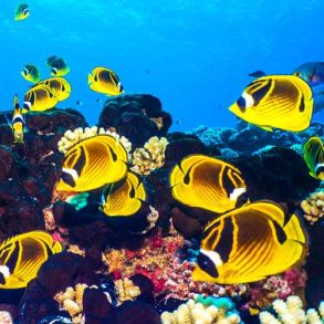 Afholdte dykkerrejser