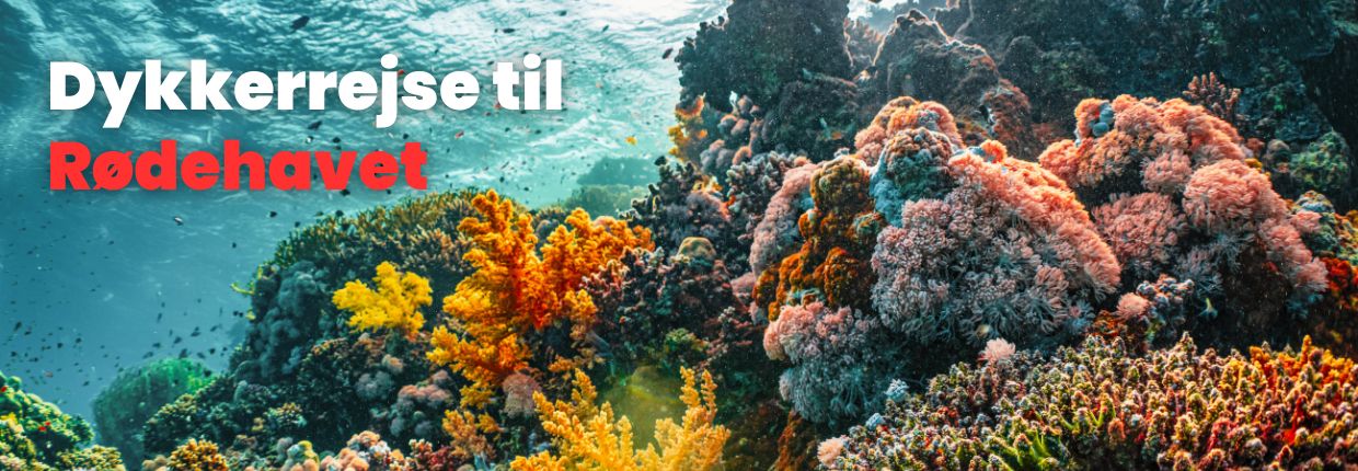 Dykkerrejse: R&oslash;dehavet 2026