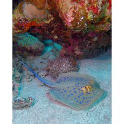 Ultimativ Dykkerferie: Egypten &amp; PADI Open Water Kursus 2025