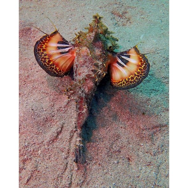 Ultimativ Dykkerferie: Egypten & PADI Open Water Kursus 2025