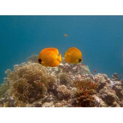 Fllestur til Egypten, Februar 2020