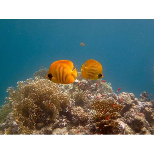 F�llestur til Egypten, Oktober 2020