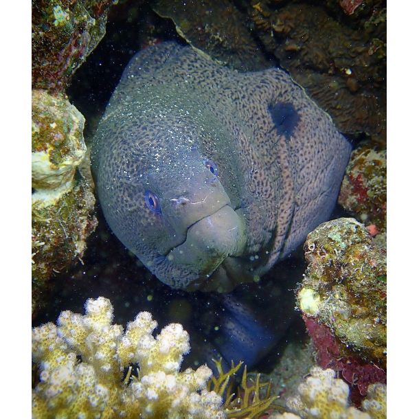 Ultimativ Dykkerferie: Egypten & PADI Open Water Kursus 2025