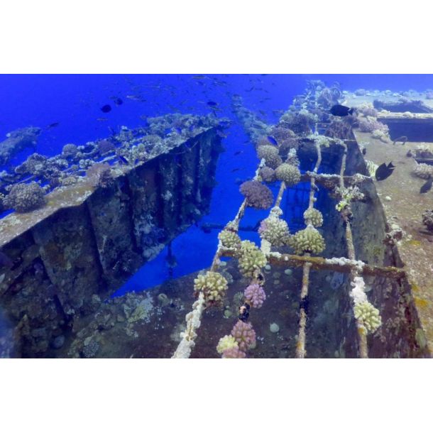 F�llestur til Egypten, Oktober 2020