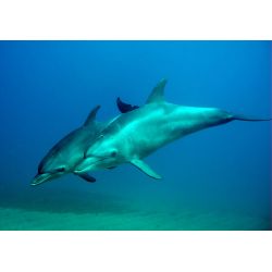 Fllestur til Egypten, Februar 2020