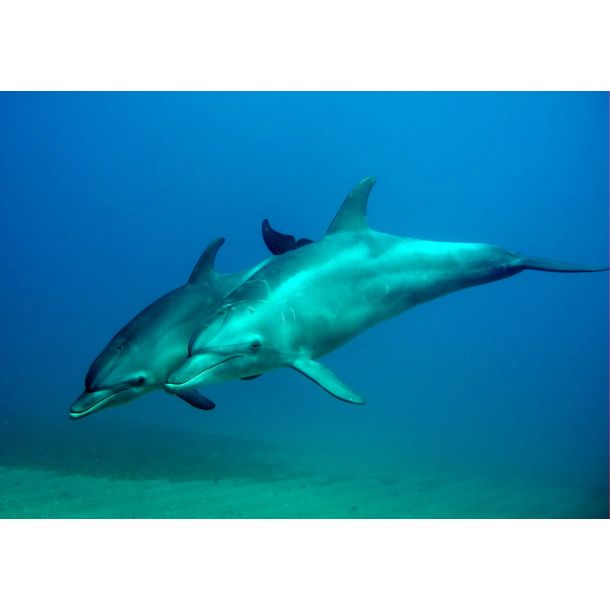 F�llestur til Egypten, Oktober 2020