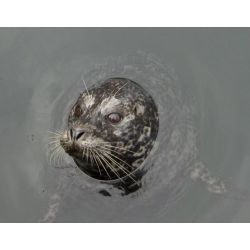 Vancouver island - Canada