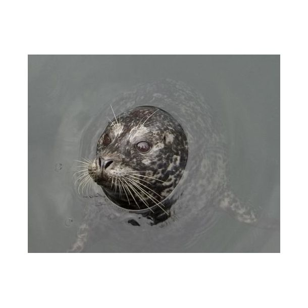 Vancouver island - Canada