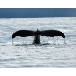 Vancouver island - Canada