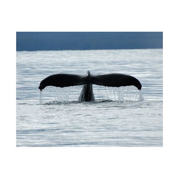 Vancouver island - Canada