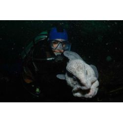 Vancouver island - Canada