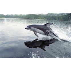 Vancouver island - Canada