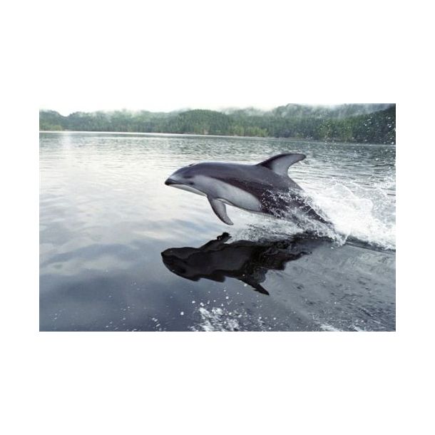 Vancouver island - Canada