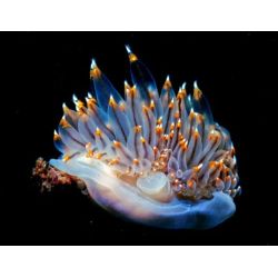 Vancouver island - Canada