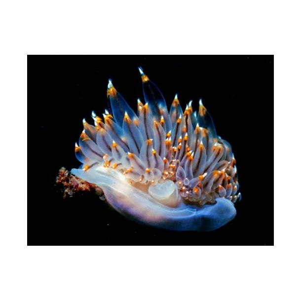 Vancouver island - Canada