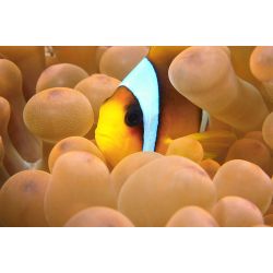 Ultimativ Dykkerferie: Egypten &amp; PADI Open Water Kursus 2025