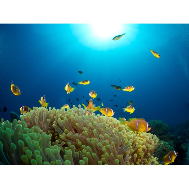 Ultimativ Dykkerferie: Egypten & PADI Open Water Kursus 2025