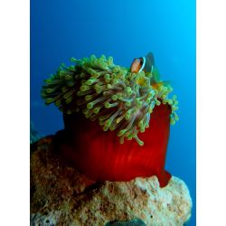 Ultimativ Dykkerferie: Egypten &amp; PADI Open Water Kursus 2025