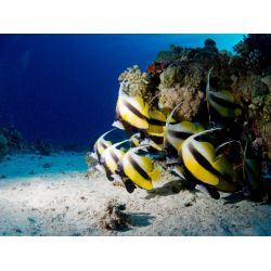 Liveaboard R�dehavet, November 2023 - Simply the Best