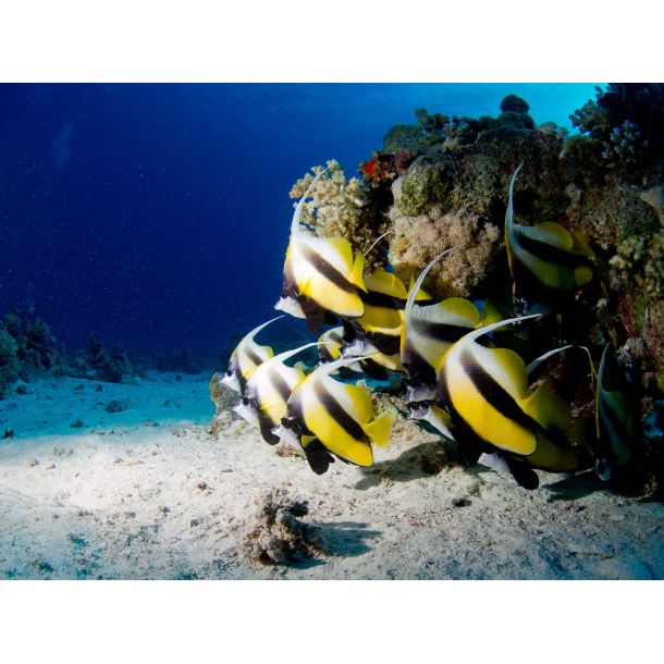 Liveaboard R�dehavet, November 2023 - Simply the Best