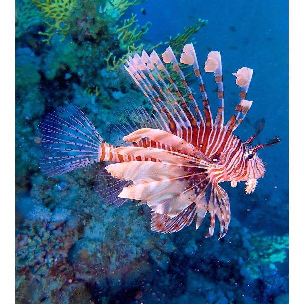 Ultimativ Dykkerferie: Egypten & PADI Open Water Kursus 2025