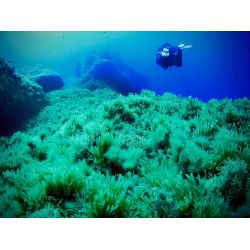 F�llestur til Gozo, April 2020