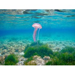 F�llestur til Gozo, April 2020