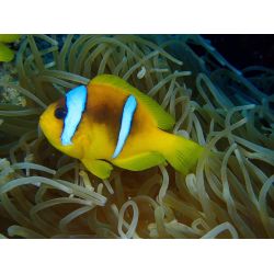 Dykkerrejse til Egypten, 6-13- Oktober 2024