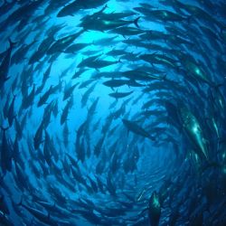 F�llestur til Gozo, April 2020