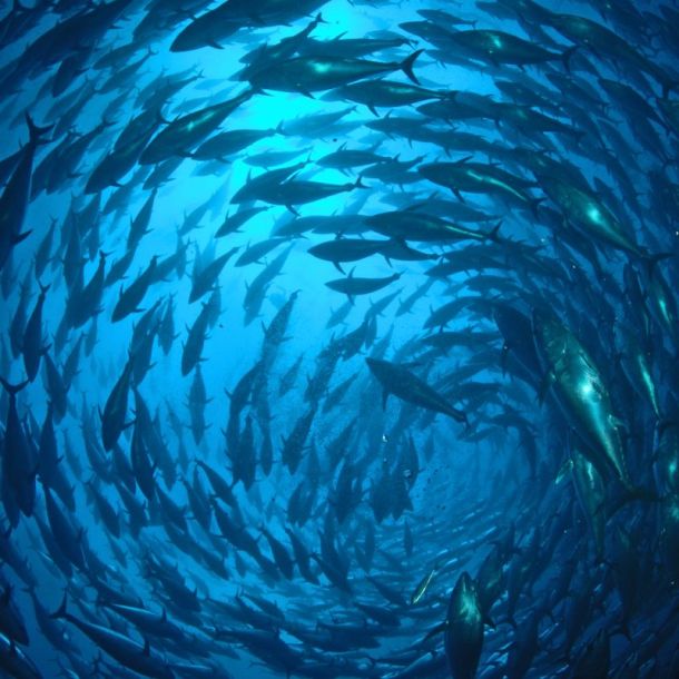 F�llestur til Gozo, April 2020