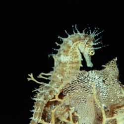 F�llestur til Gozo, April 2020