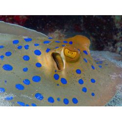 Ultimativ Dykkerferie: Egypten &amp; PADI Open Water Kursus 2025