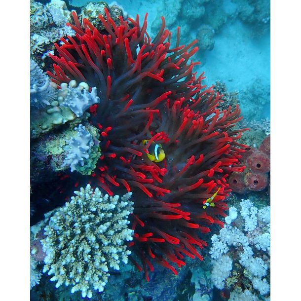 Ultimativ Dykkerferie: Egypten & PADI Open Water Kursus 2025