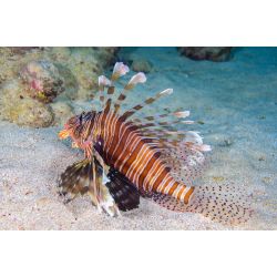 Dykkerrejse til Egypten, 18. - 25. oktober 2026