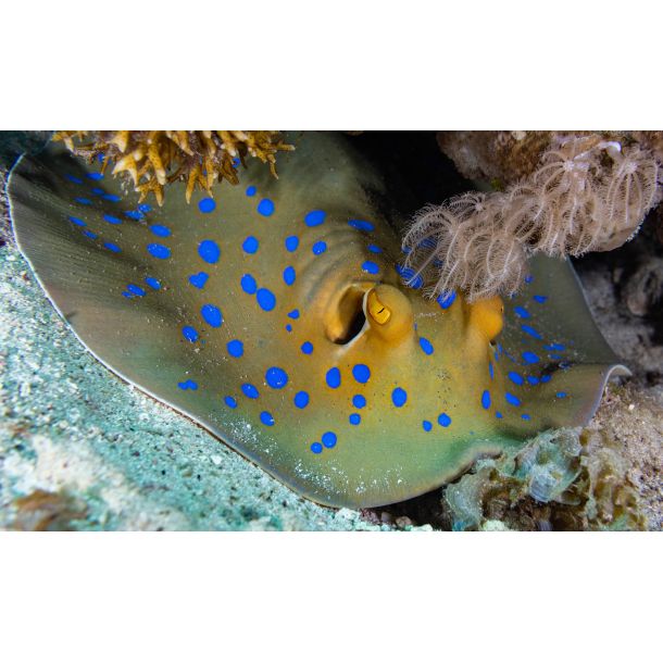 Liveaboard R�dehavet, November 2023 - Simply the Best