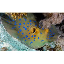 Dykkerrejse til Egypten, 6-13- Oktober 2024