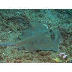 Fllestur til Egypten, Februar 2020