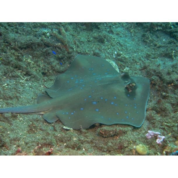 F�llestur til Egypten, Oktober 2020