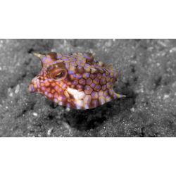 Fllestur til Egypten, Februar 2020