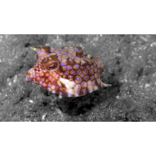 F�llestur til Egypten, Oktober 2020