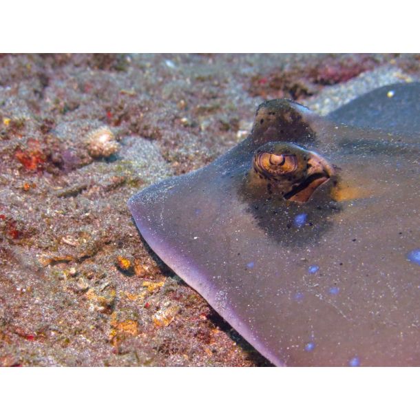 F�llestur til Egypten, Oktober 2020