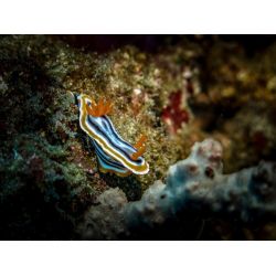 Fllestur til Egypten, Februar 2020