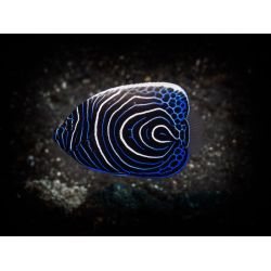 Fllestur til Egypten, Februar 2020