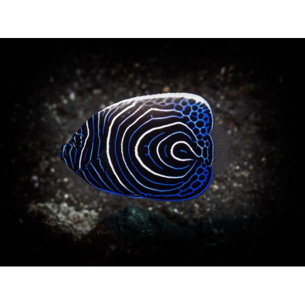 F�llestur til Egypten, Oktober 2020