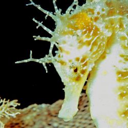 F�llestur til Gozo, 27/4 - 4/5 2018