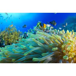 Dykkerrejse til Egypten, 18. - 25. oktober 2026