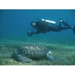 Fllestur til Egypten, Februar 2020