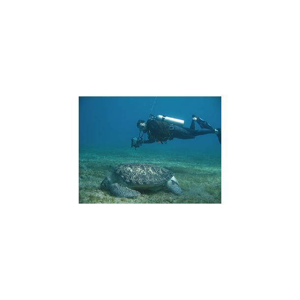 F�llestur til Egypten, Oktober 2020