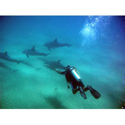 Fllestur til Egypten, Februar 2020