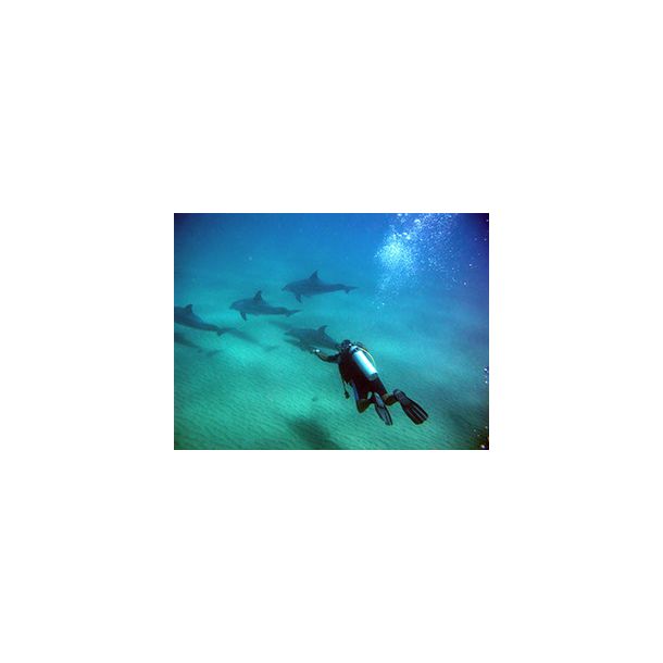 F�llestur til Egypten, Oktober 2020